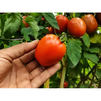Tomato (16)-3352908-60029.webp